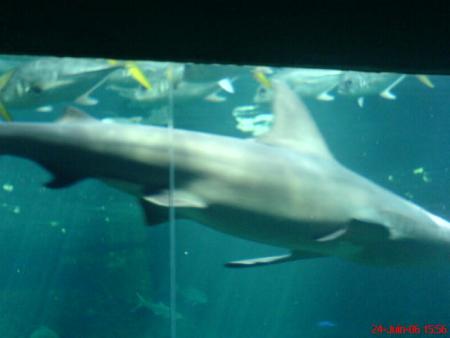 Les dents de la mer 6 lol